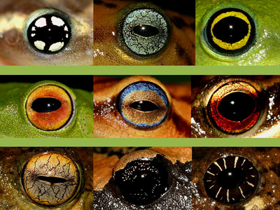 frog eyes